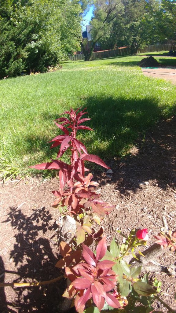 Rose rosette disease - red new growth with distorted leaves