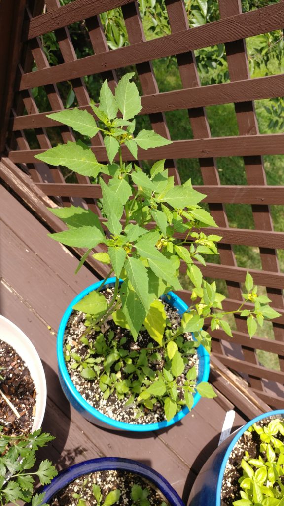 Weeds growing in container