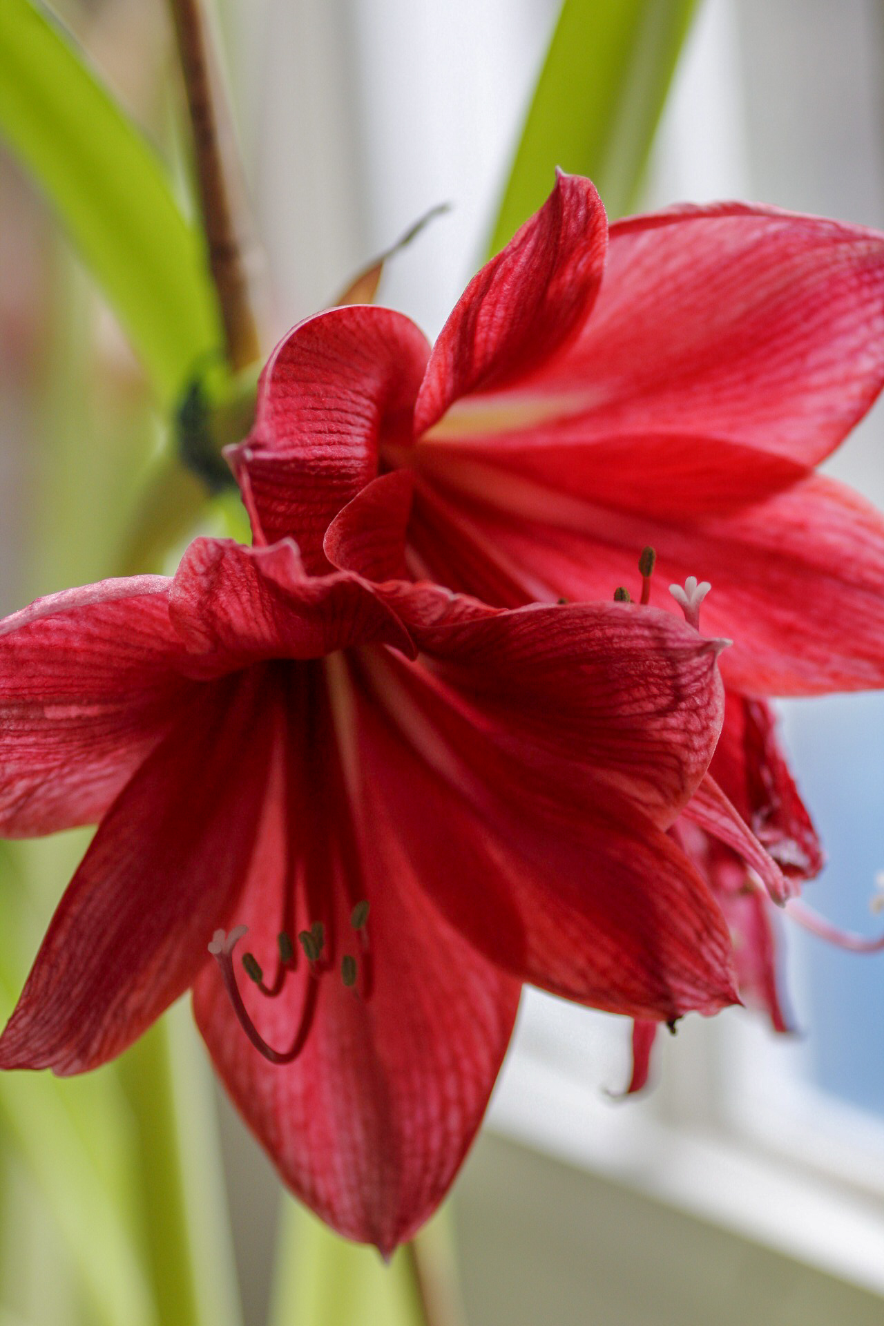 January Blooms - 2019 - A Garden in Progress