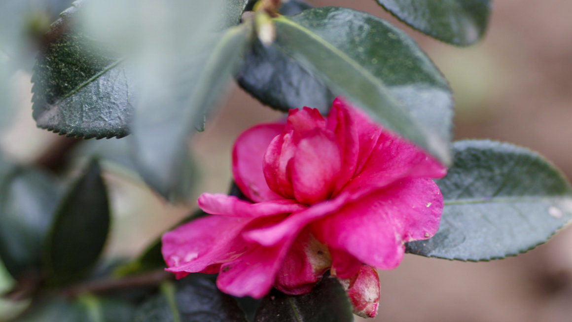 Shi Shi Gashira Camellia