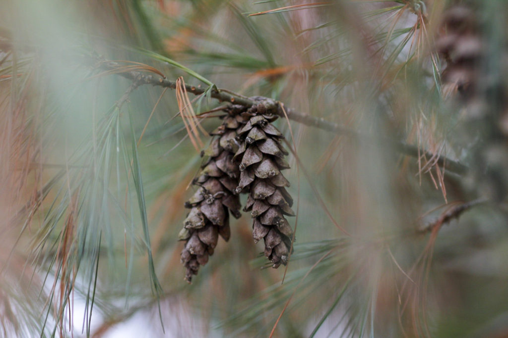Pine cones on a pine tree in January