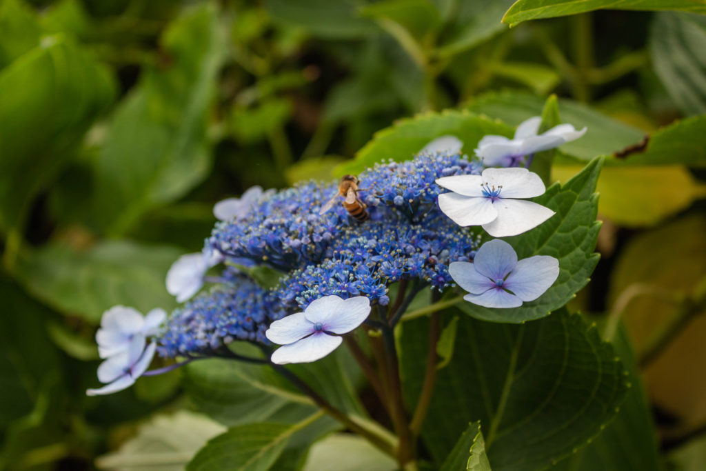 Blue lacecap hydrangea with