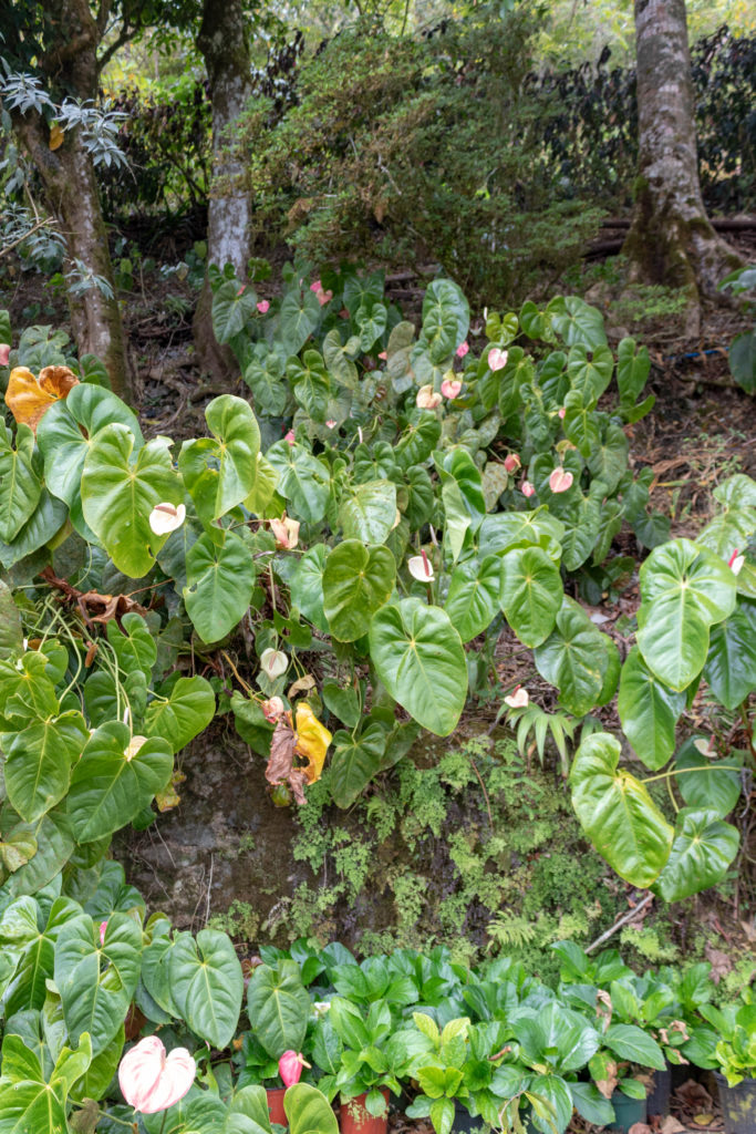 Anthurium growing on a hill