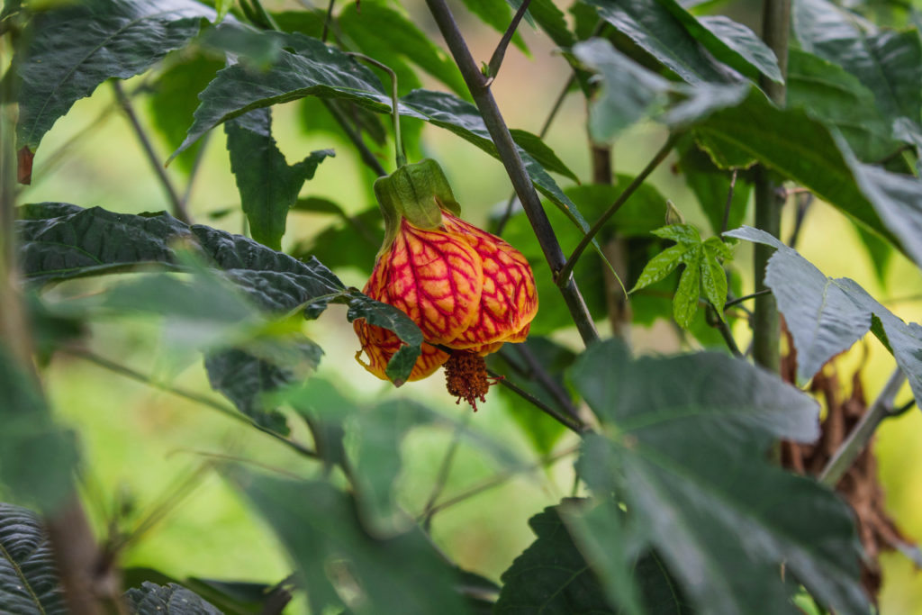Abutilon striatum - red and orange tropical flower