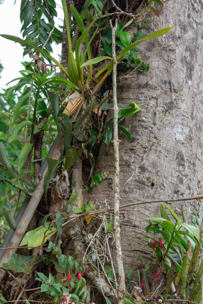 Ferns, fuchsia, and orchids growing on a tree in Blue Mountains, Jamaica