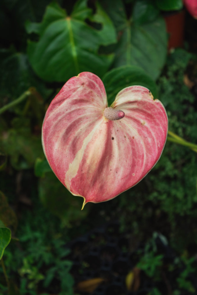 Variegated anthurium flower