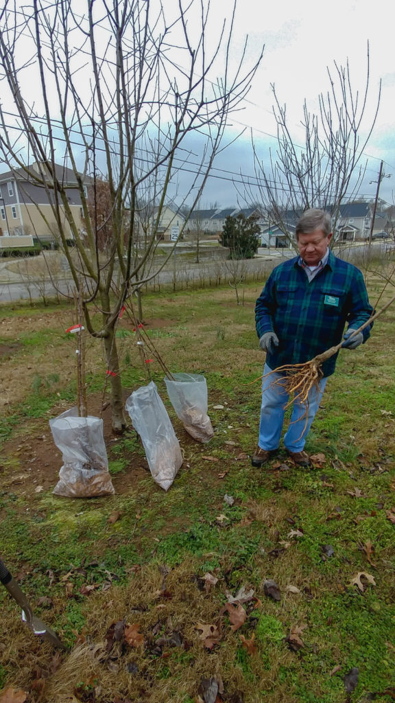 Ron Novak in Carter House Heirloom Orchard with bare root fruit trees