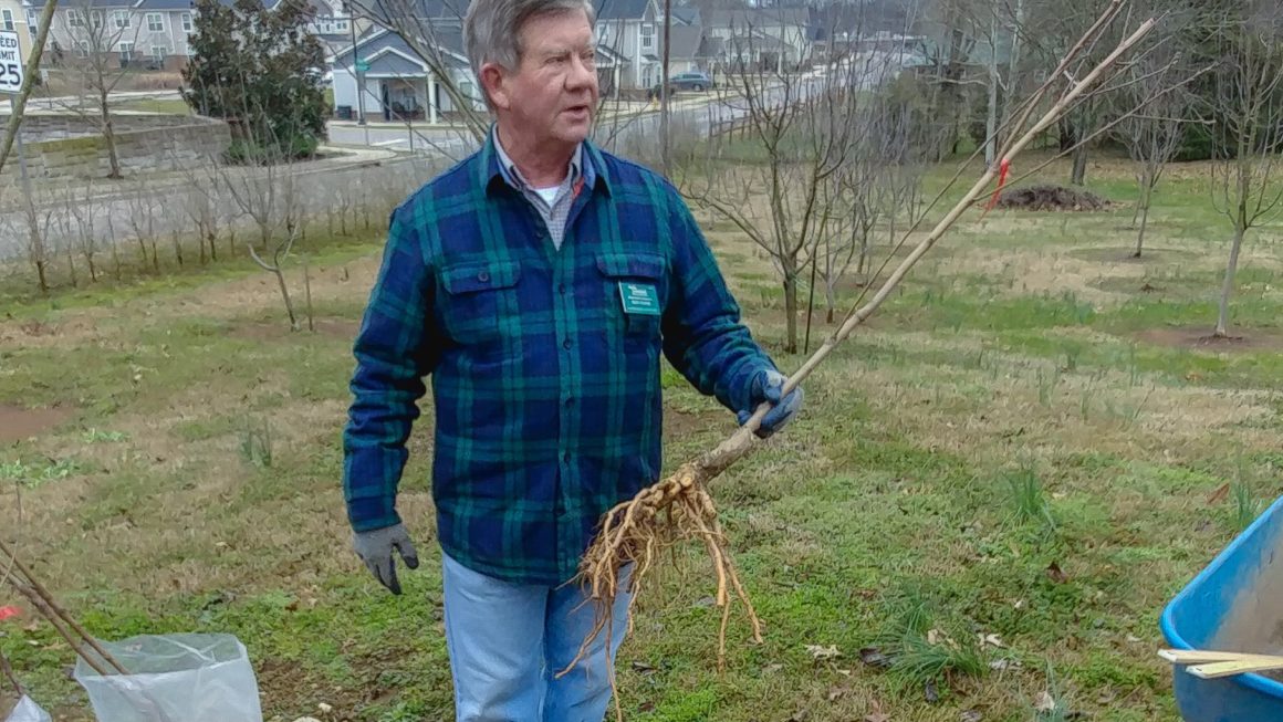How to Plant and Prune a Fruit Tree – with Ron Novak at the Carter House Heirloom Orchard