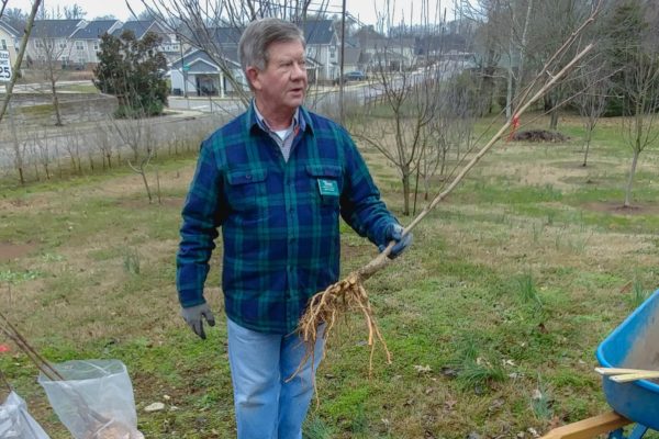 How to Plant and Prune a Fruit Tree – with Ron Novak at the Carter House Heirloom Orchard