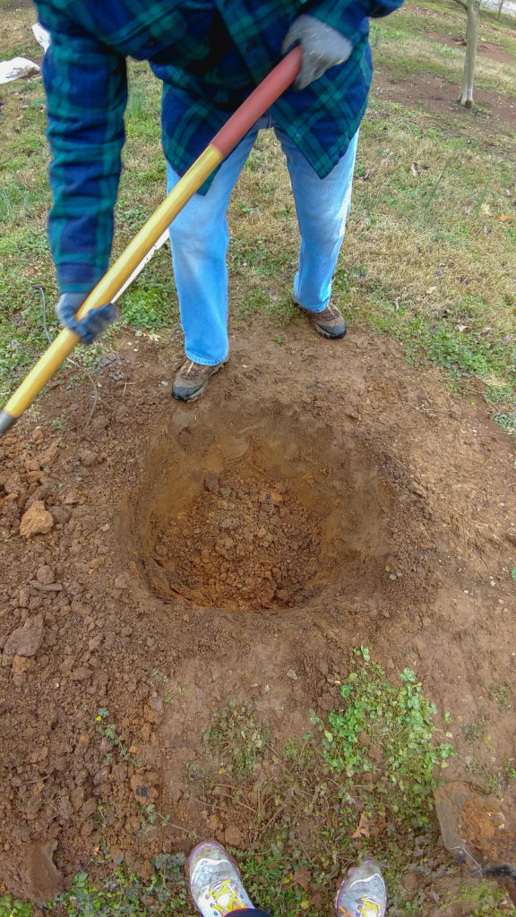 Hole with clay soil to put fruit tree in at the Carter House Orchard