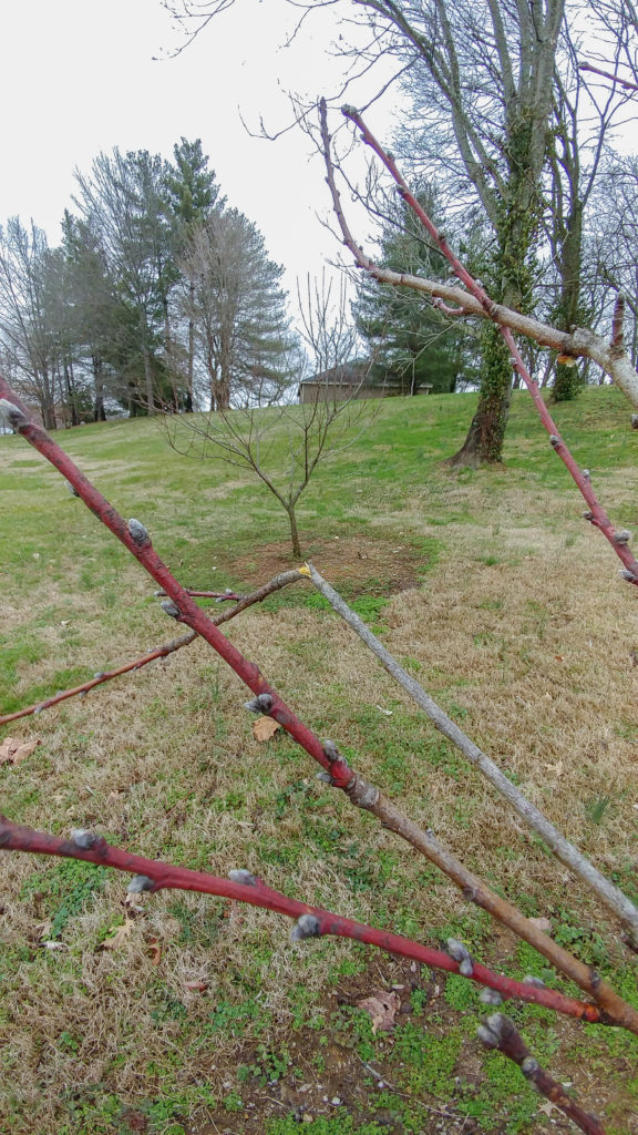 Prune dead branches