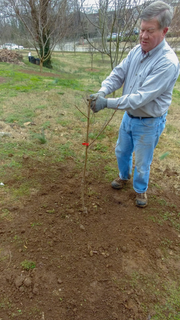 Planted peach tree at Carter House Orchard