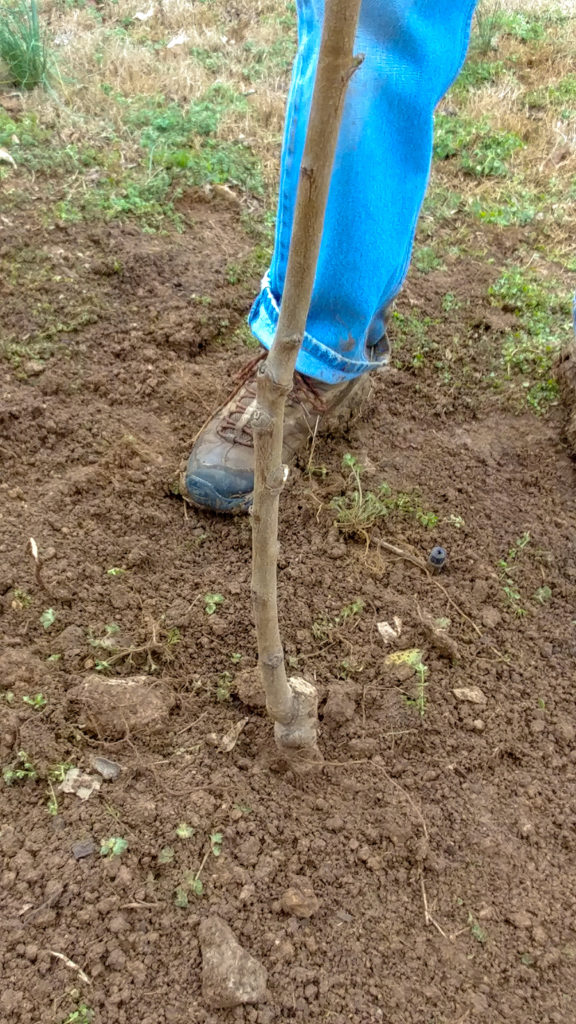 Two inches of root stock above ground and scion attached