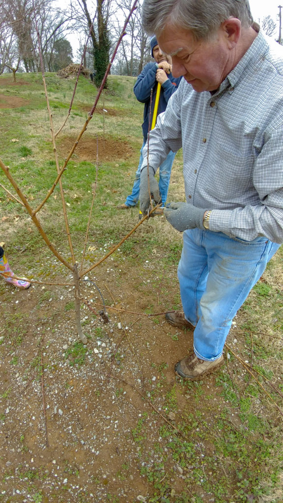 Ron Novak pruning peach tree at Carter House orchard