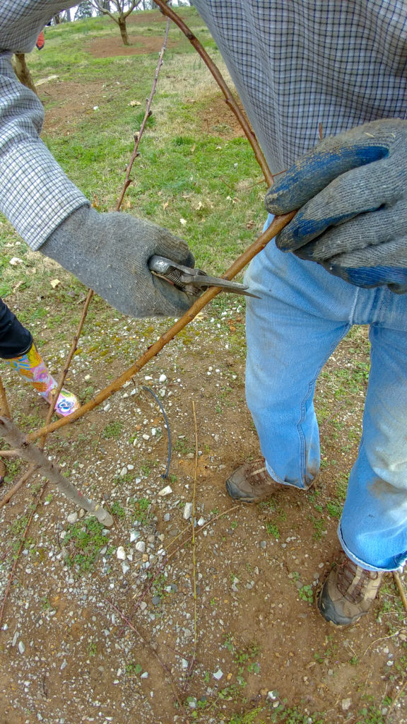 Ron Novak pruning peach tree at Carter House orchard