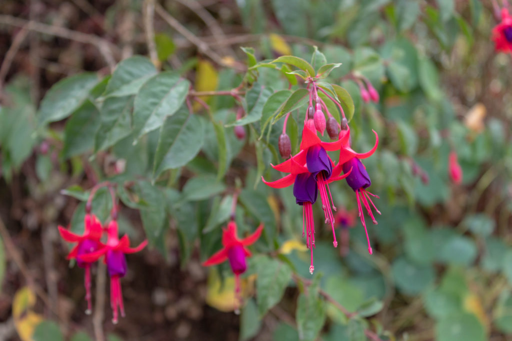 Purple and Pink fuchsia flowers at Old Tavern Coffee Estate in Blue Mountains, Jamaica