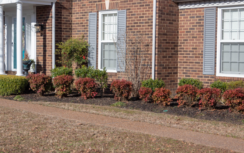 Evergreen foundation planting in winter