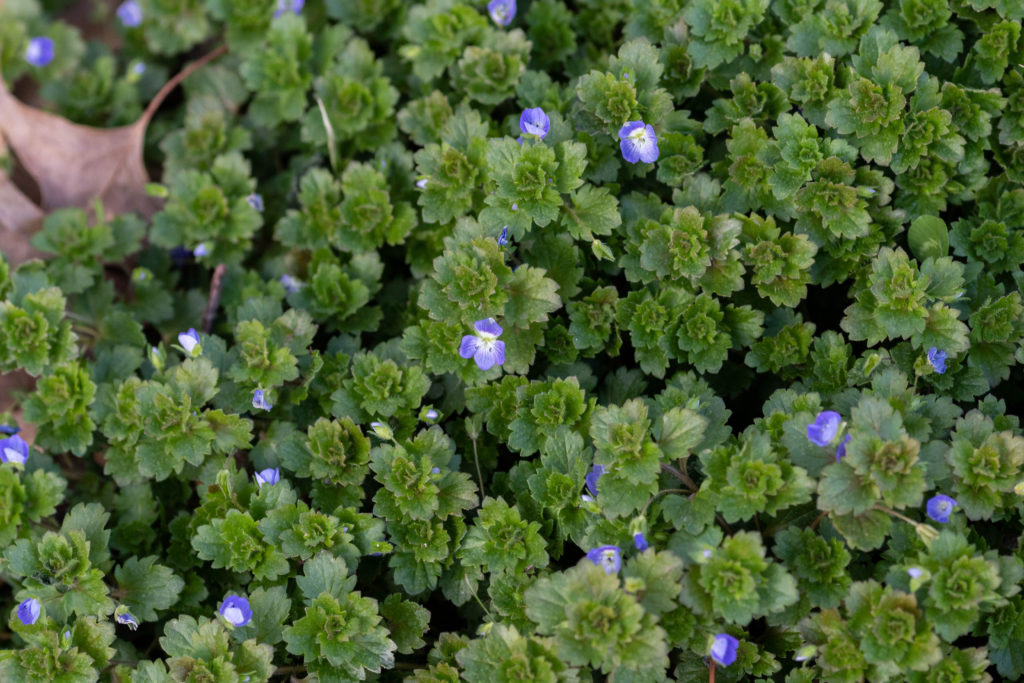 yard weed with small blue flower - germander speedwell or Veronica chamaedrys