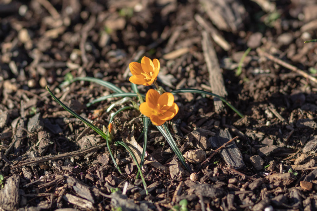 Yellow Crocus 'Dorothy' - February bloom