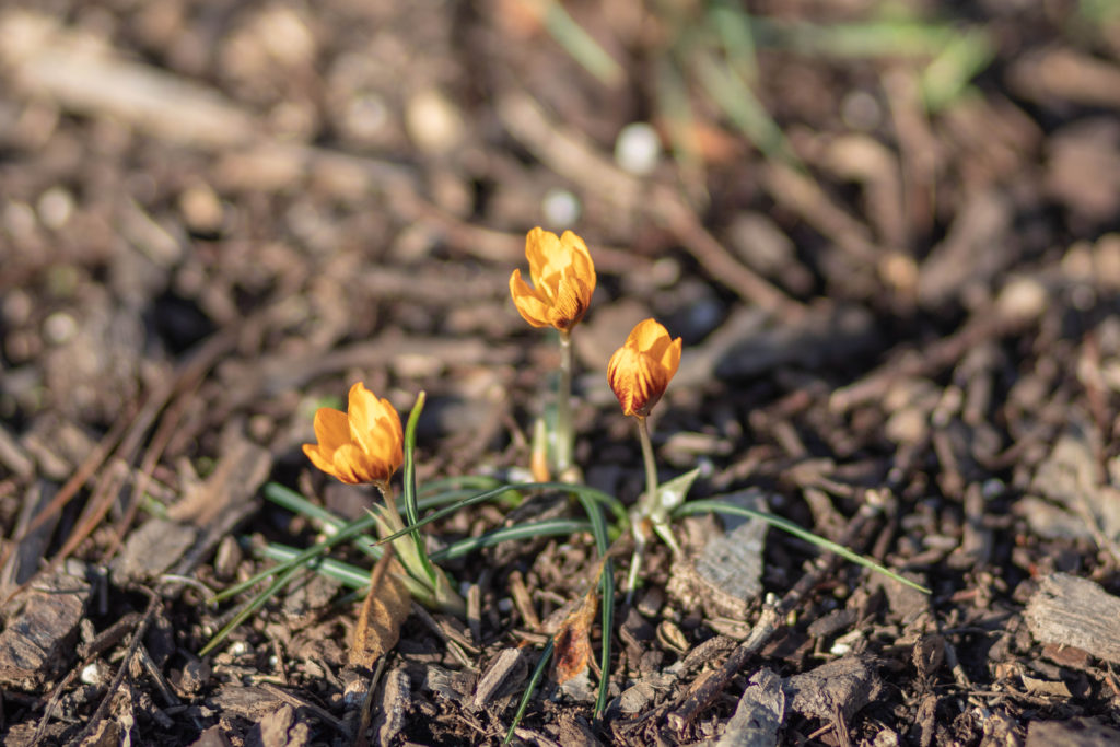 Orange Crocus 'Orange Monarch' - February bloom