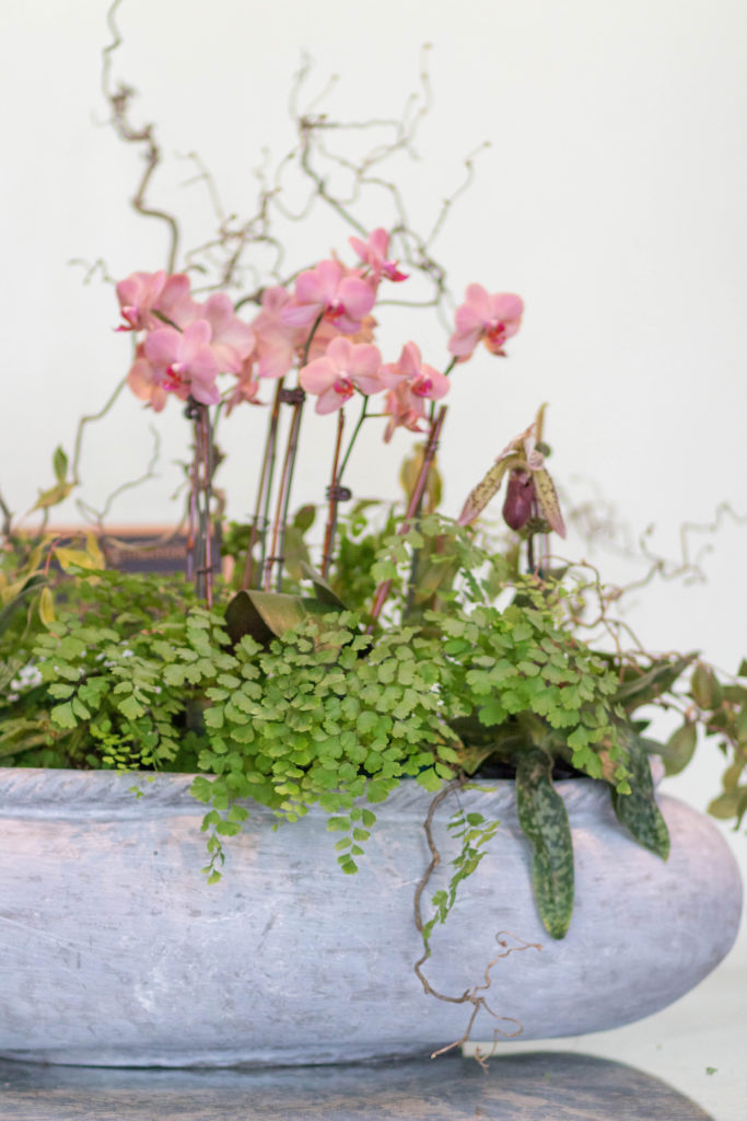 orchid and maidenhair fern in container at Cheekwood's Orchids in the mansion