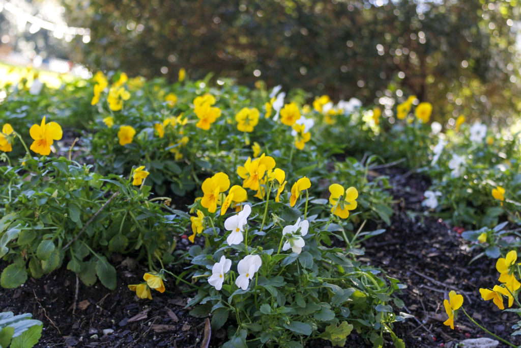 Yellow and white violas at Hopelands Gardens provide color for gardens in March