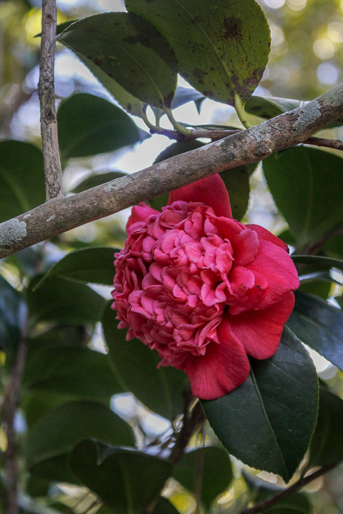 Professor Sargent Camellia - a flowering evergreen