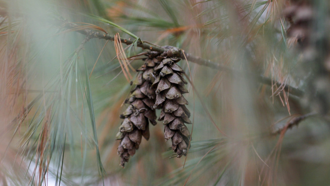 Pine cones and pine needles on an evergreen pine tree