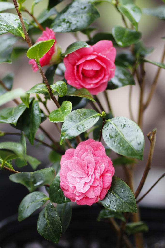 April Kiss Camellia - a flowering evergreen