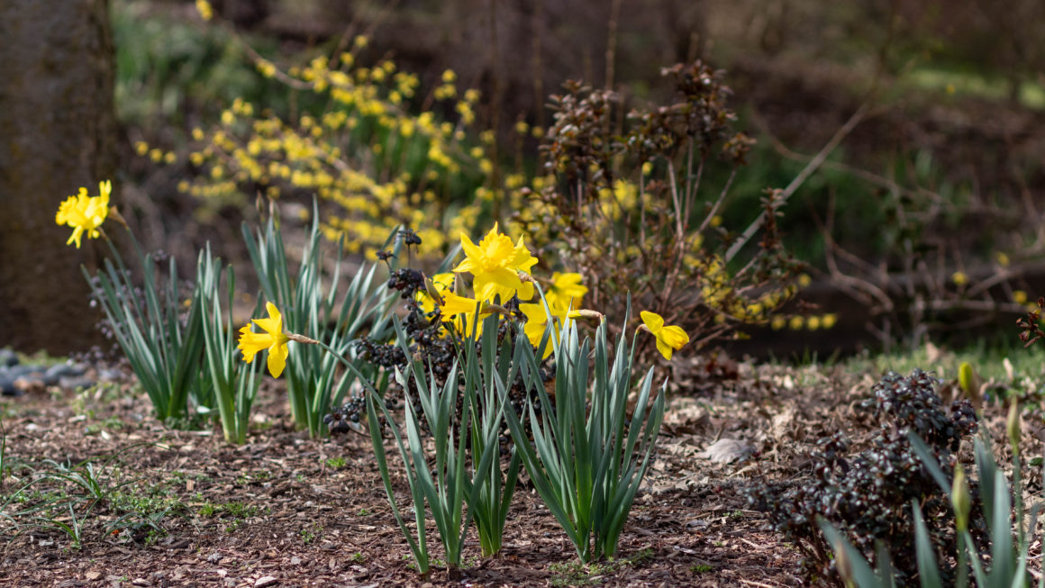 Yellow daffodils and forsythia in bloom