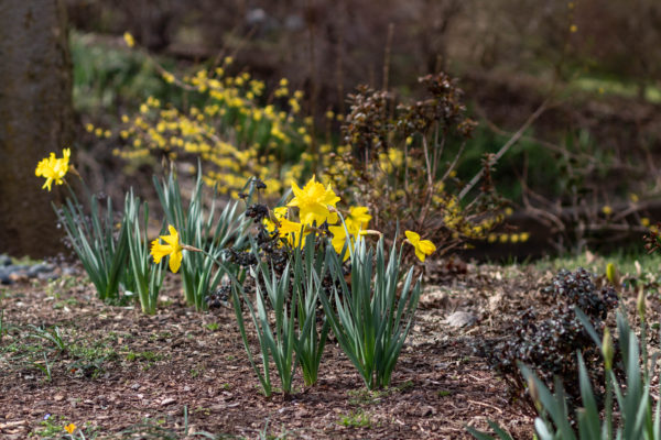 March Blooms – 2019