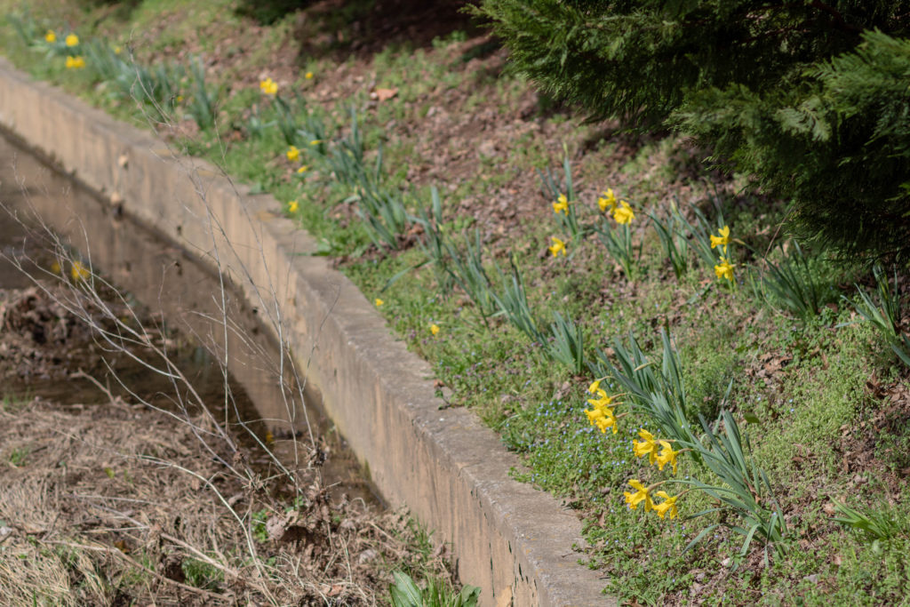 Yellow daffodils on a creek bank