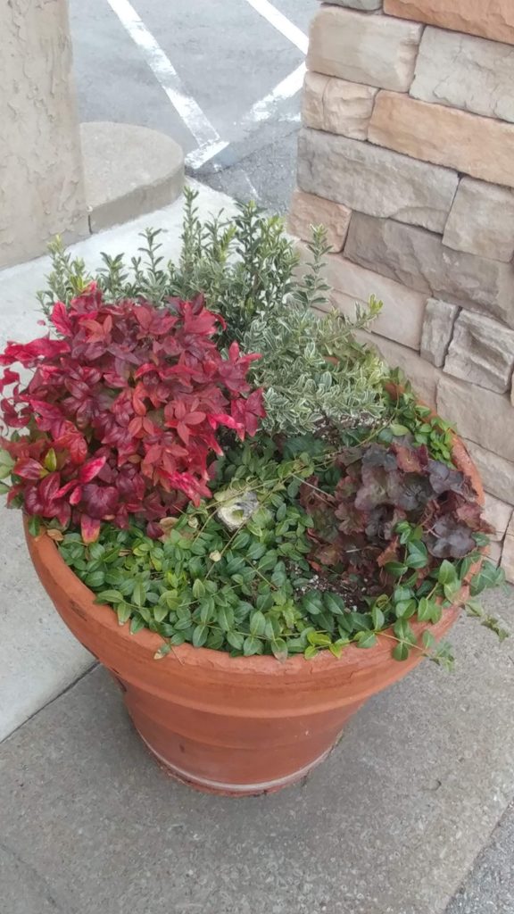 Red nandina, variegated boxwood, coral bell with purple leaves, and vinca minor