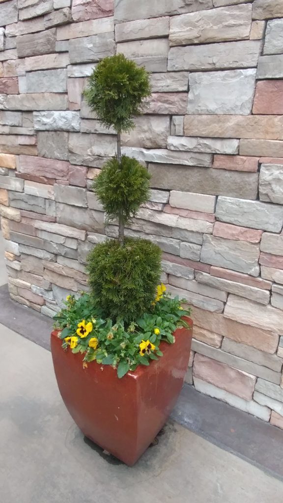 Topiary arborvitae with yellow pansies blooming in winter