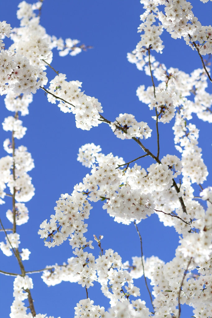 White cherry blossom tree and blue sky