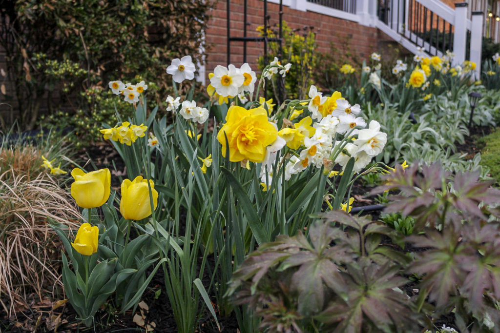 Longfield Gardens Fragrant Collection - Narcissus Beautiful Eyes, Sherborne, Cheerfulness, Actea, and Pipit