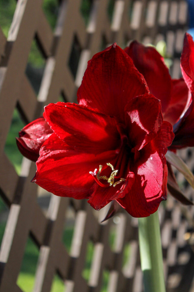 Amaryllis Benfica from Longfield Gardens