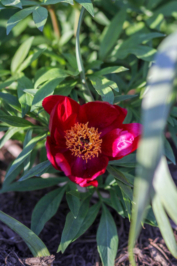 Paeonia Fernleaf Peony 'Early Scout
