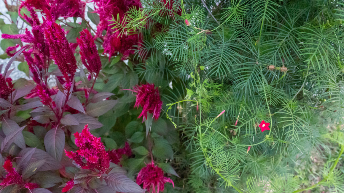 Celosia and cypress vine growing on mailbox