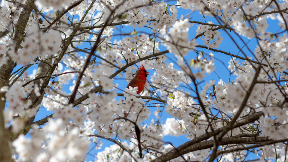 Cherry blossom tree with Cardinal