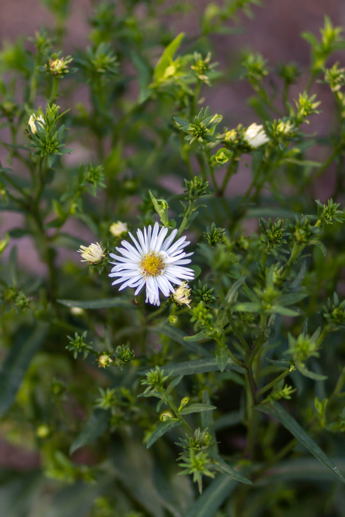 Aster 'Bonningdale White' starting to bloom in June