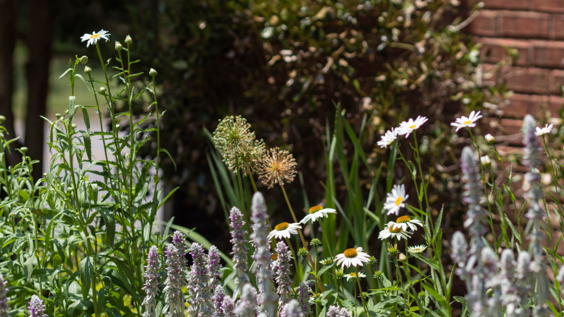 June Blooms in Front Garden