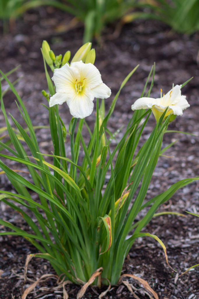 Hemerocallis 'Joan Senior' blooming in June 