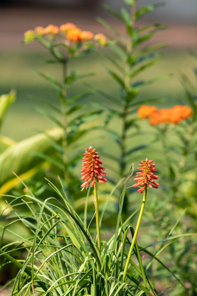 Kniphofia Redhot Popsicle in June