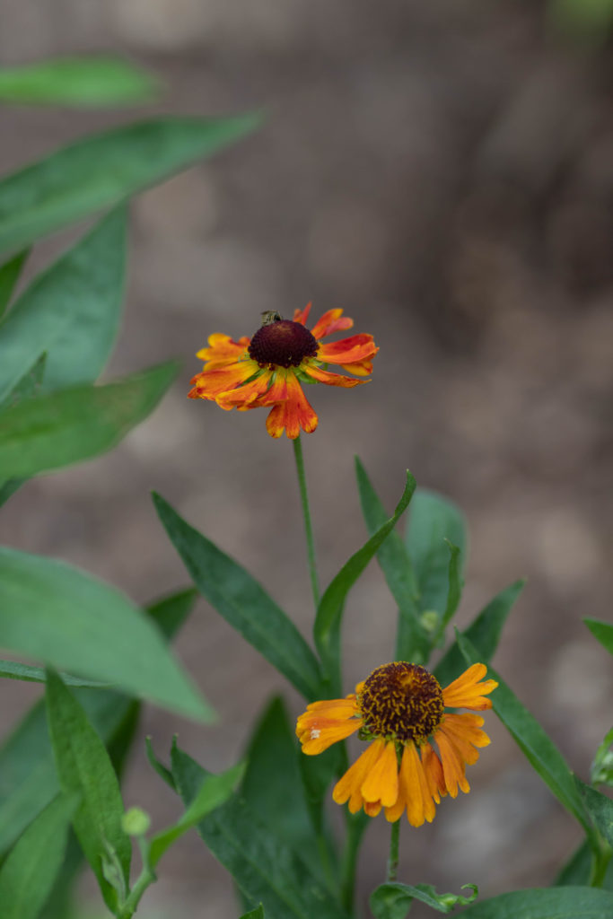 June blooms Mardi Gras Helenium with hoverfly