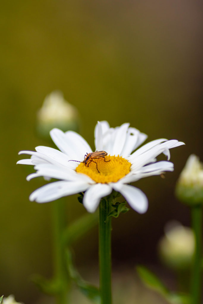 Alaska Shasta daisy with margined leatherwing beetle