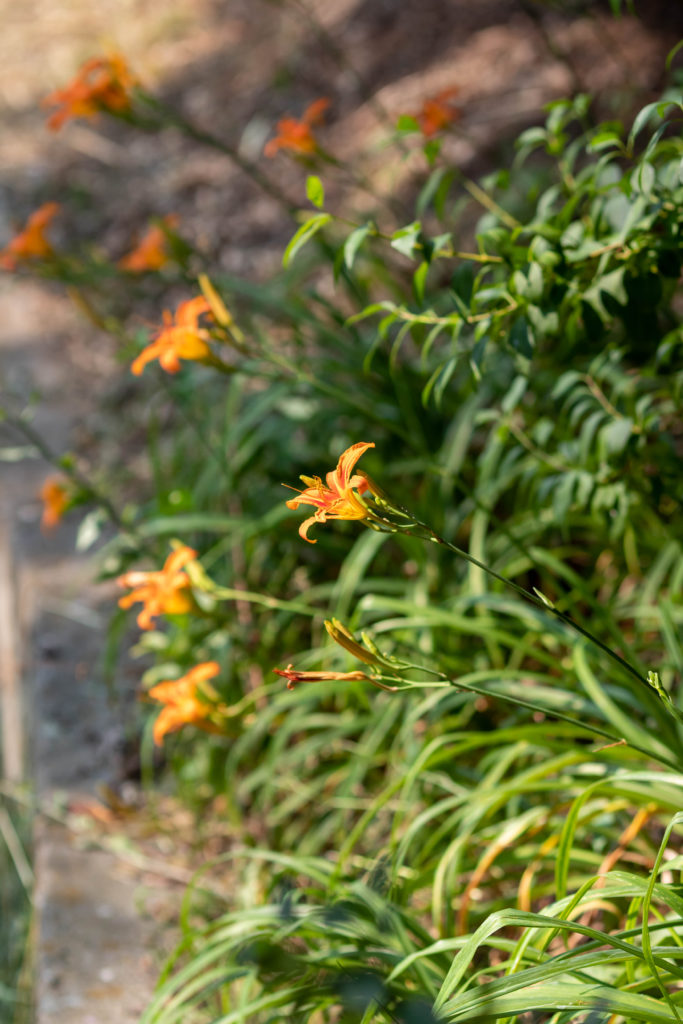 Orange daylilies on bank
