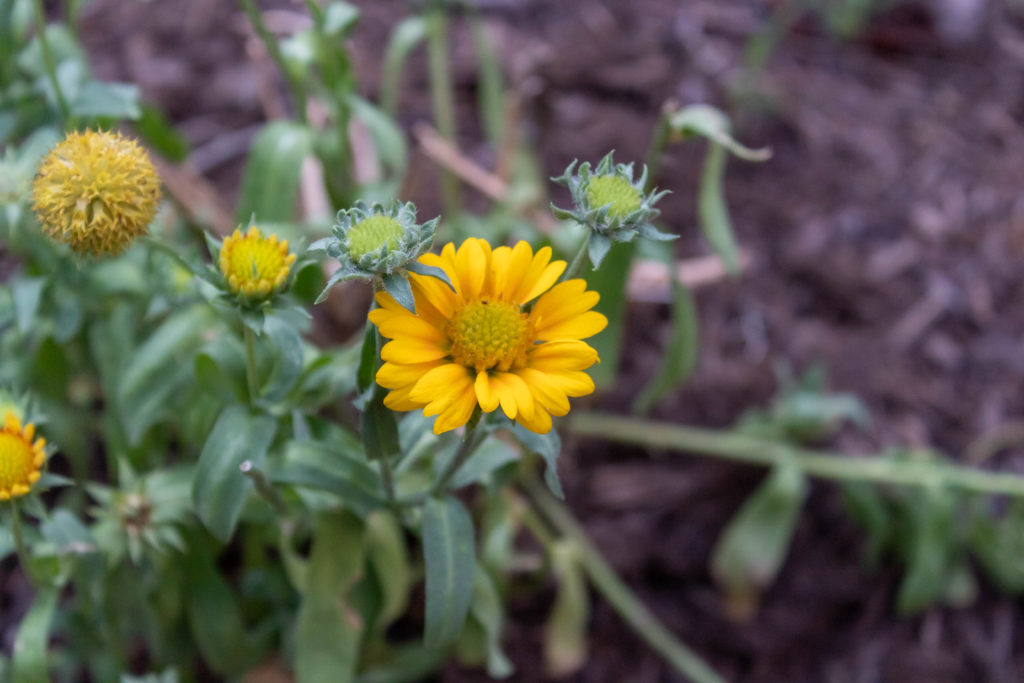 Yellow blanket flower - you can still plant in July even though not ideal