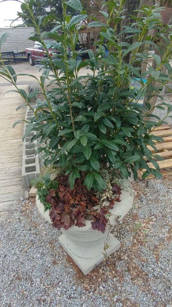 Winter container with cherry laurel as thriller
