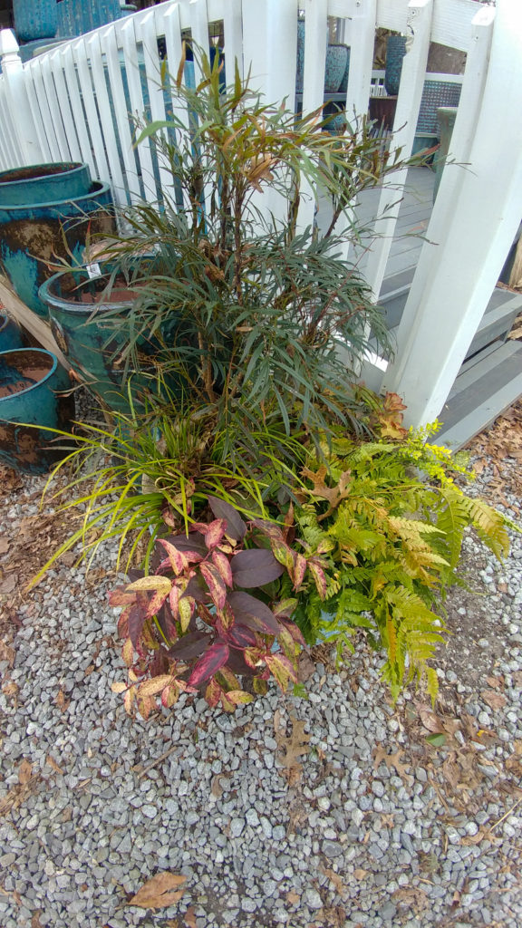 Winter container with Mahonia Soft Caress as thriller